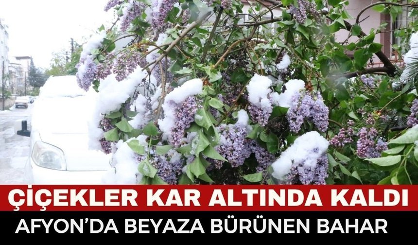 Afyon'da Beyaz Gelinlikli Bahar! Çiçekler Kar Altında Kaldı