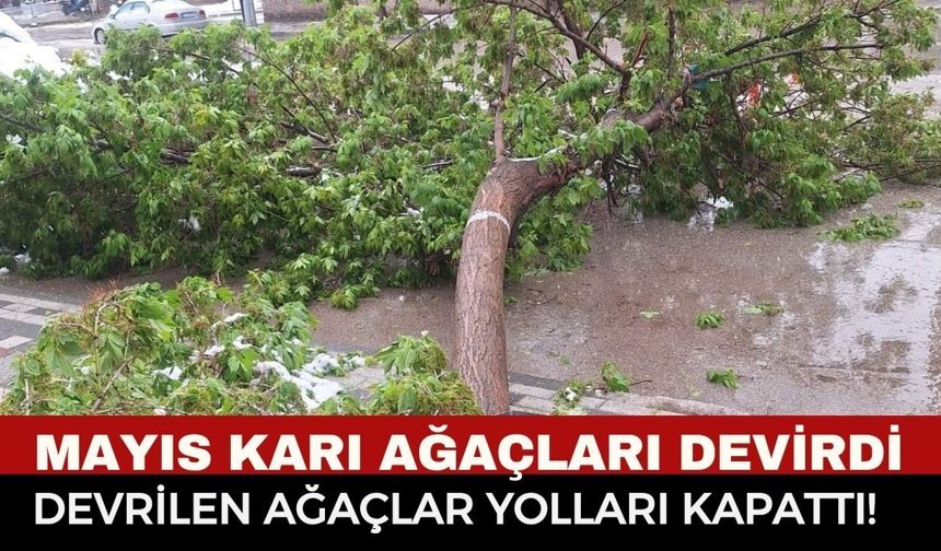 Mayıs Karı Bu Kez Yıktı Geçti! Karın Ağırlığına Dayanamayan Ağaçlar Yollara Devrildi