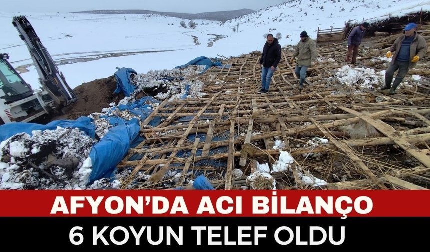 Afyon'da Üreticinin Acı Günü: 6 Koyun Telef Oldu, 194'ü Son Anda Kurtarıldı!