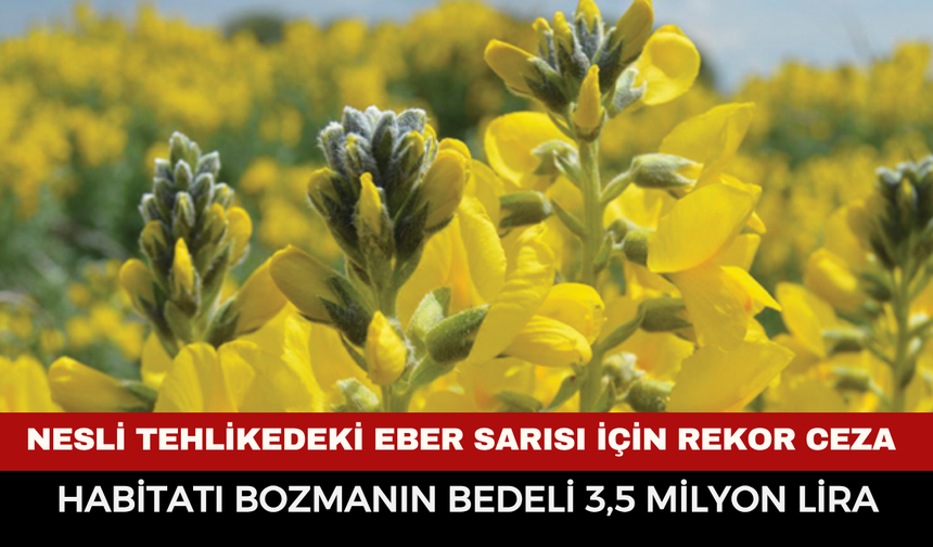 Nesli Tehlikedeki Eber Sarısı İçin Rekor Ceza: Habitatı Bozmanın Bedeli 3,5 Milyon Lira
