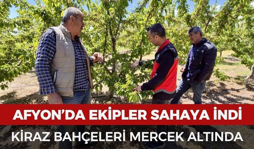 Afyonkarahisar’da kiraz bahçeleri mercek altında