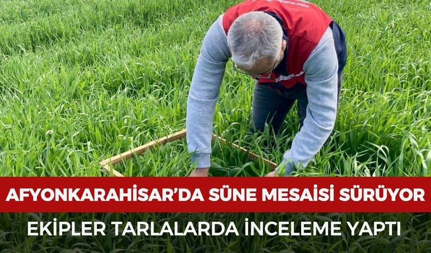 Afyonkarahisar’da süne mesaisi sürüyor: Ekipler tarlalarda inceleme yaptı