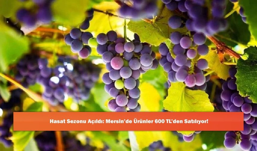 Hasat Sezonu Açıldı: Mersin’de Ürünler 600 TL’den Satılıyor!