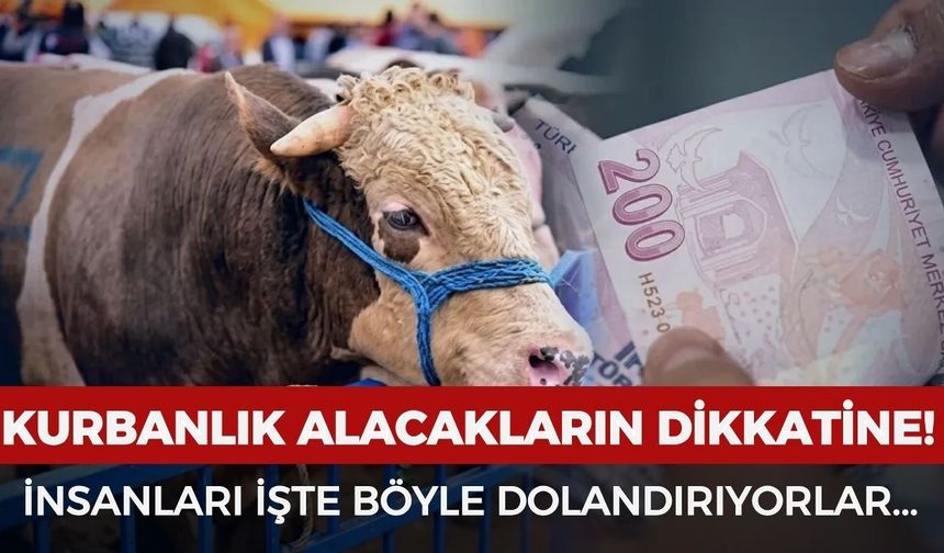 Kurbanlık alacakların dikkatine! İnsanları işte böyle dolandırıyorlar