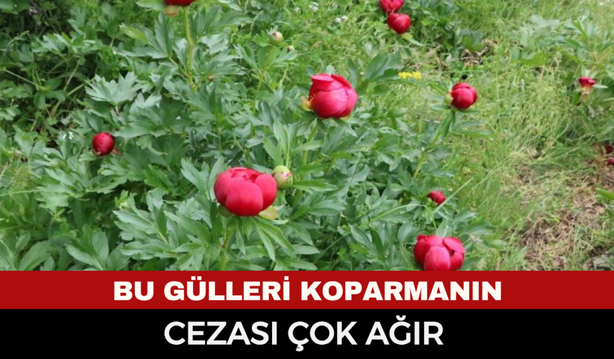 Afyonkarahisar’da Doğaya Büyük Koruma: Şakayak Koparmanın Cezası 700 Bin TL’ye Yaklaştı