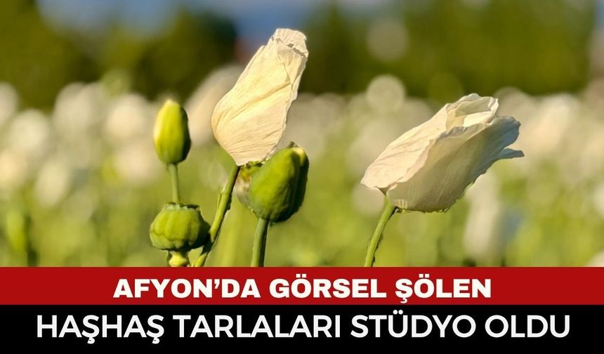 Afyonkarahisar’da Görsel Şölen: Haşhaş Çiçekleri Açtı, Tarlalar Doğal Stüdyoya Dönüştü!