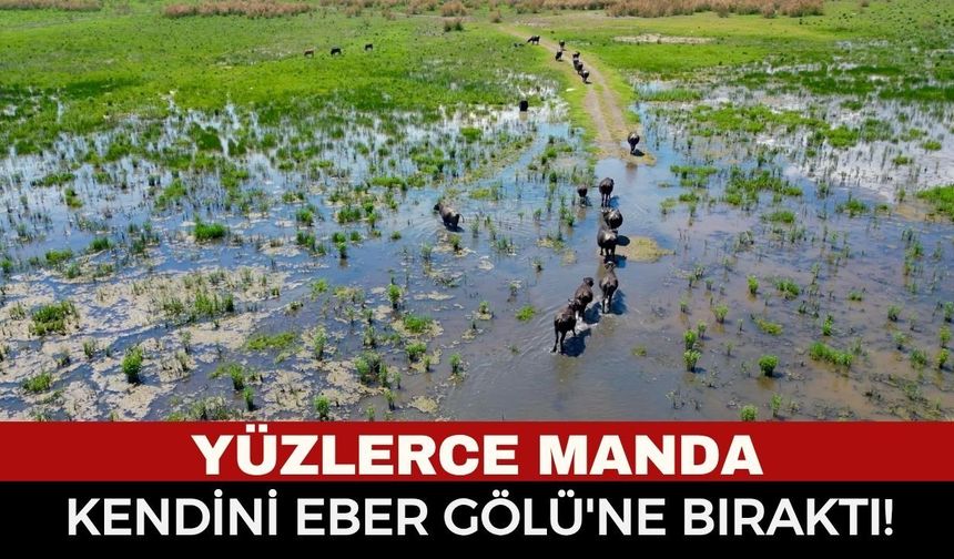 Eber Gölü'nde Afrika'yı Aratmayan Manzaralar: Mandaların Serinleme Mesaisi Havadan Görüntülendi!