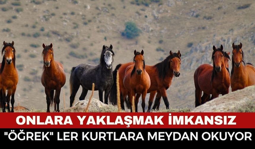 Afyon'un Gizemli Sakinleri "Yılkı Atları" Kendilerine Has Düzenleriyle Hayran Bırakıyor