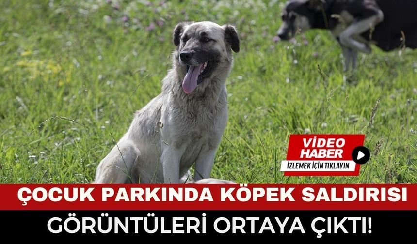 Çocuk Parkında Köpek Saldırısı: Kameralar Saniye Saniye Kaydetti! Doktor O Anları Anlattı