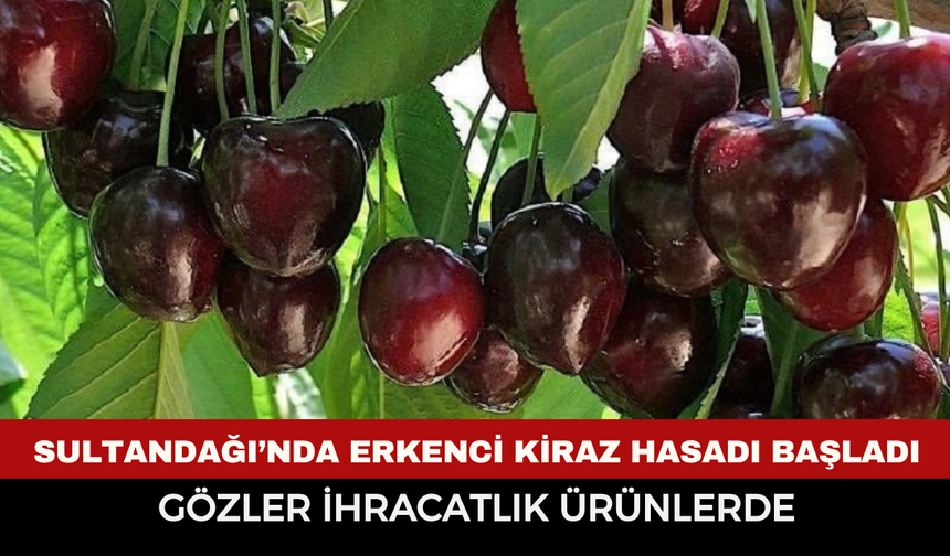 Sultandağı’nda Erkenci Kiraz Hasadı Başladı