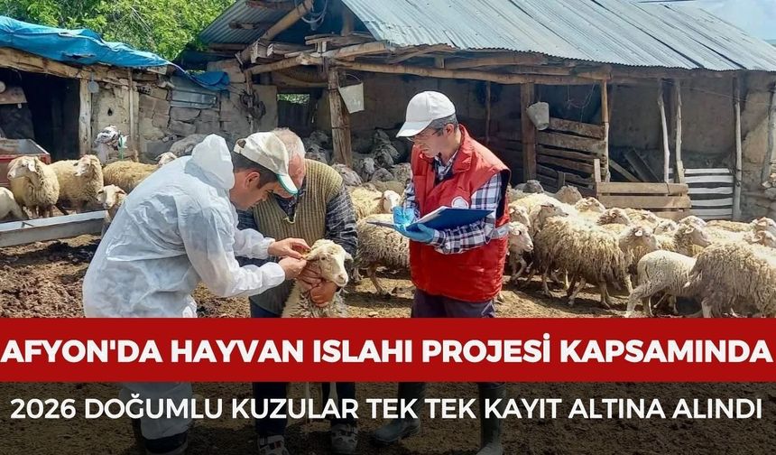 Afyon'da hayvan ıslahı projesi kapsamında 2026 doğumlu kuzular tek tek kayıt altına alındı