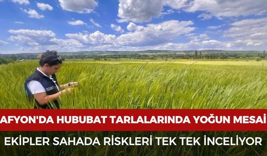 Afyon'da hububat tarlalarında yoğun mesai: Ekipler sahada riskleri tek tek inceliyor