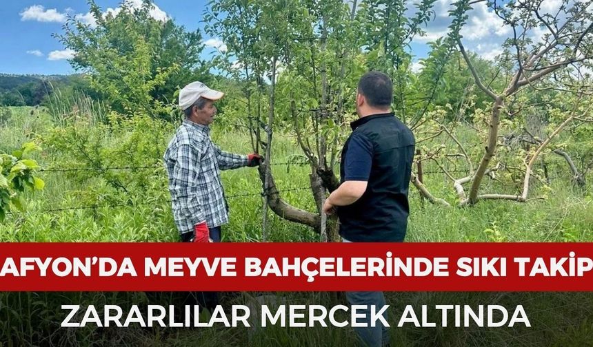 Afyon'da meyve bahçelerinde sıkı takip: Zararlılar mercek altında