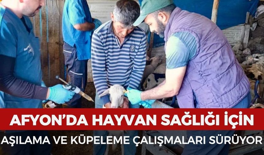 Afyonkarahisar’da hayvan sağlığı için aşılama ve küpeleme çalışmaları sürüyor
