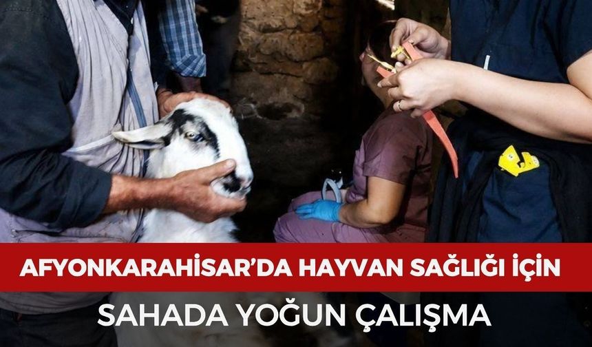 Afyonkarahisar’da hayvan sağlığı için sahada yoğun çalışma