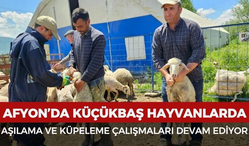 Afyonkarahisar’da küçükbaş hayvanlarda aşılama ve küpeleme çalışmaları devam ediyor