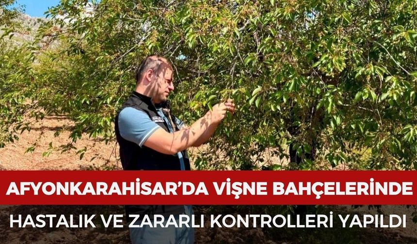 Afyonkarahisar’da vişne bahçelerinde hastalık ve zararlı kontrolleri yapıldı