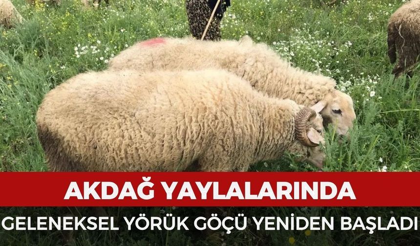 Akdağ yaylalarında geleneksel Yörük göçü yeniden başladı