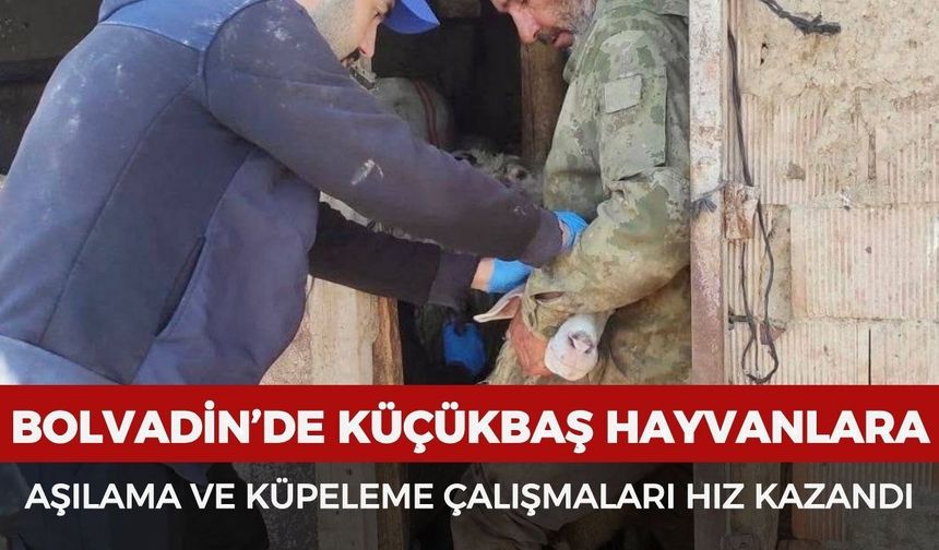 Bolvadin’de küçükbaş hayvanlara aşılama ve küpeleme çalışmaları hız kazandı