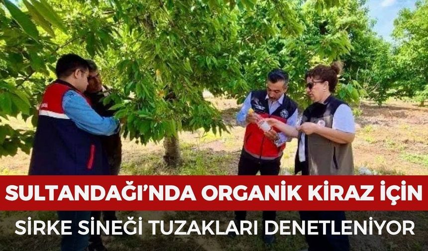 Sultandağı’nda organik kiraz için sirke sineği tuzakları denetleniyor