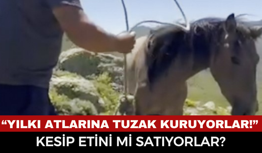 Emirdağ Yaylalarında Yılkı Atlarına Ölümcül Tuzak: Kesilip Etinin Piyasaya Sürüldüğü İddiası Bölgeyi Ayağa Kaldırdı!
