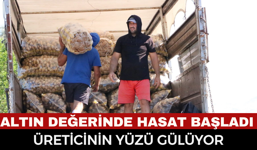 Sandıklı’da Patates Hasadı Başladı: Tarlada Kilogram Fiyatı Üreticinin Yüzünü Güldürdü!
