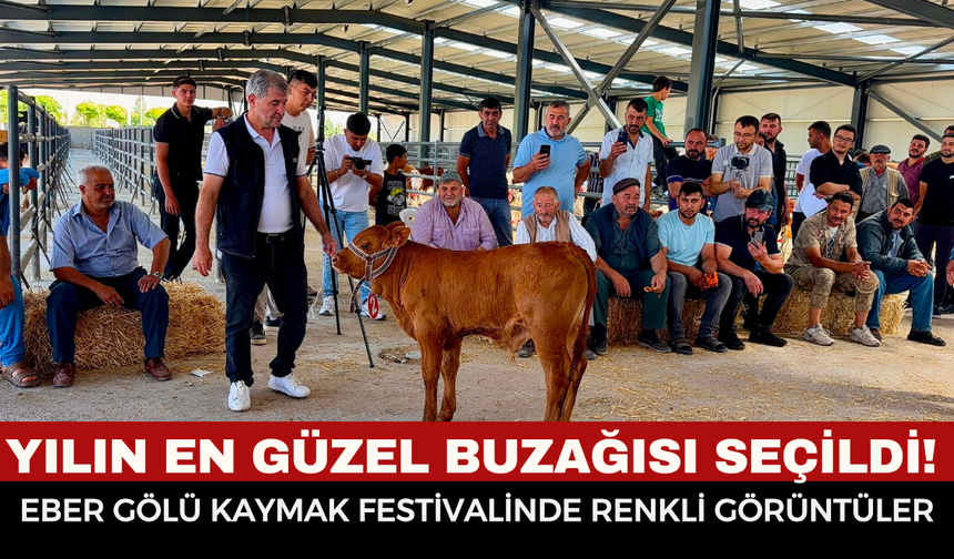 Bolvadin’de Eber Gölü Kaymak Festivali Coşkusu: Yılın En Güzel Buzağısı Seçildi!