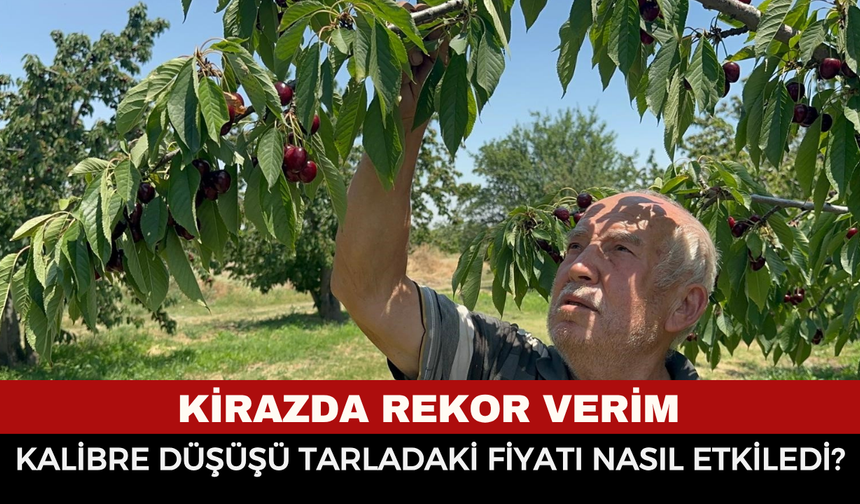 Sultandağı ve Akşehir Kirazında Tüm Zamanların Rekoru: Rekolte 110 Bin Tona Ulaştı!