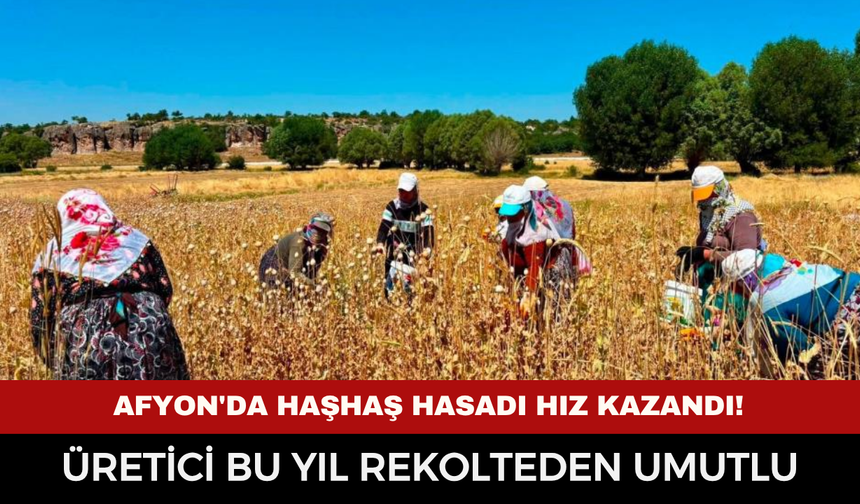 Afyonkarahisar'da haşhaş hasadı hız kazandı! Üretici bu yıl rekolteden umutlu