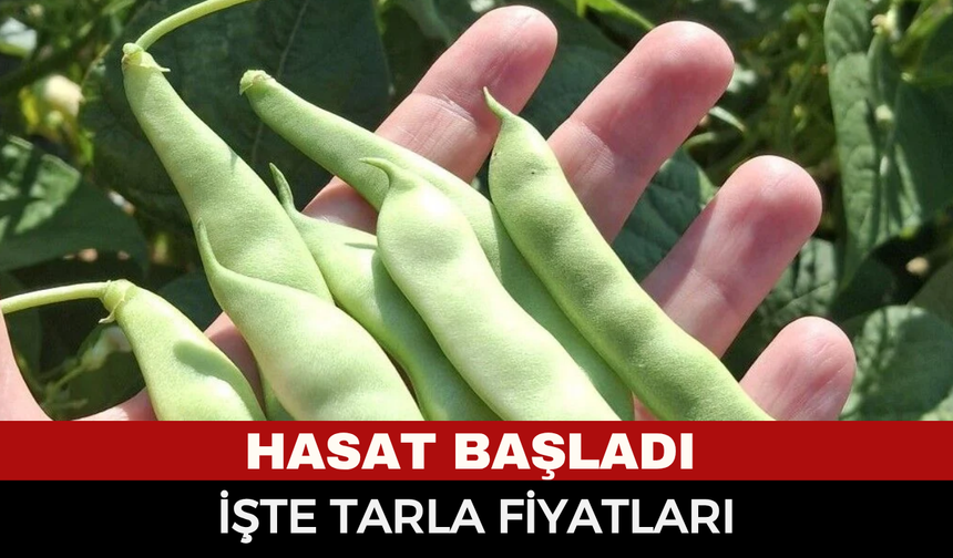 Afyonkarahisar'ın lezzet üssünde taze fasulye hasadı! Taze fasulye tarlada kaç liradan satılıyor?