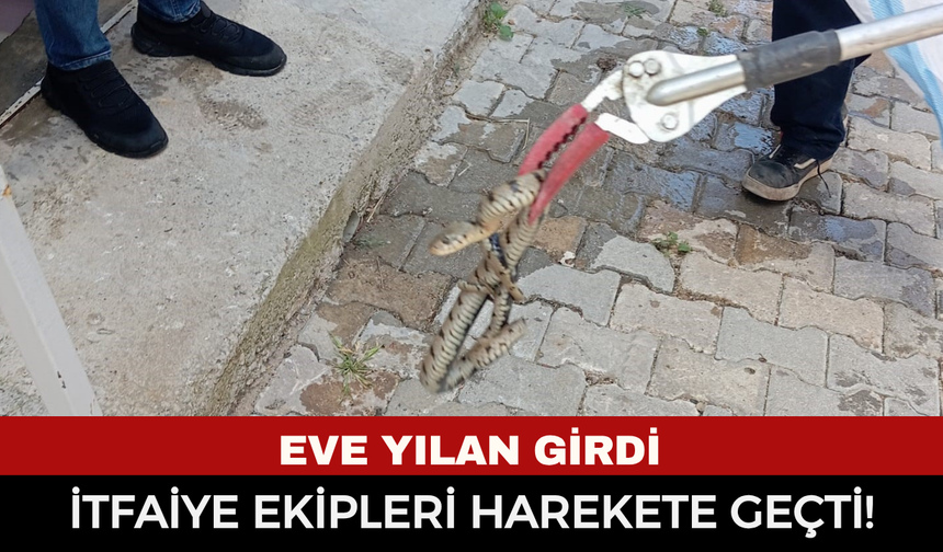 Eve giren yılanı itfaiye ekipleri çıkardı