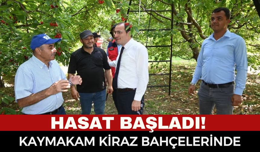 Çay Kaymakamı Hasan Hüsnü Türker, Kiraz Üreticileri ve Meyve Halini Ziyaret Etti