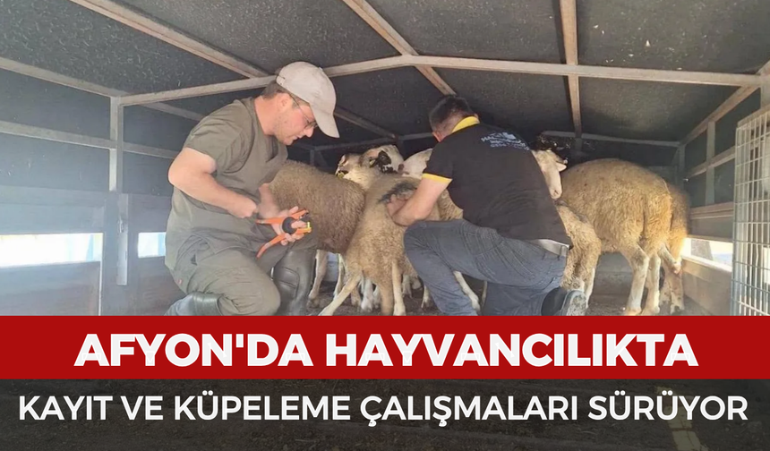 Afyon'da hayvancılıkta kayıt ve küpeleme çalışmaları sürüyor