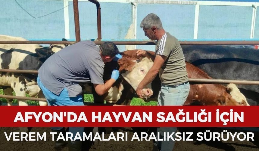 Afyonkarahisar'da hayvan sağlığı için verem taramaları aralıksız sürüyor