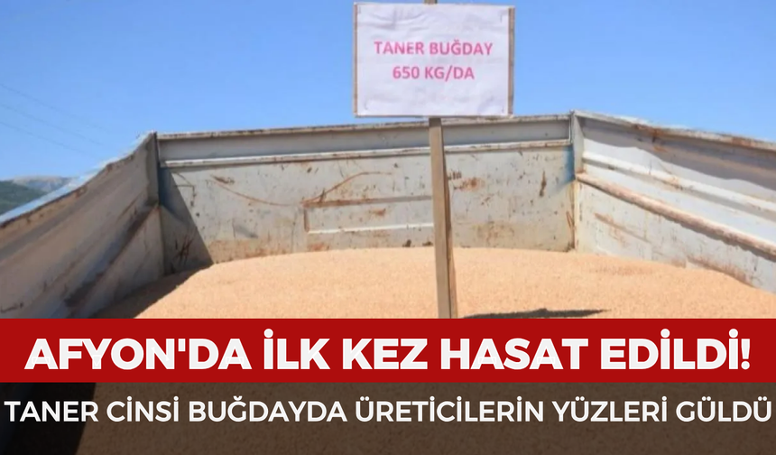 Afyonkarahisar'da ilk kez hasat edildi: Taner cinsi buğdayda üreticilerin yüzleri güldü