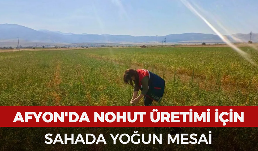 Afyonkarahisar'da nohut üretimi için sahada yoğun mesai