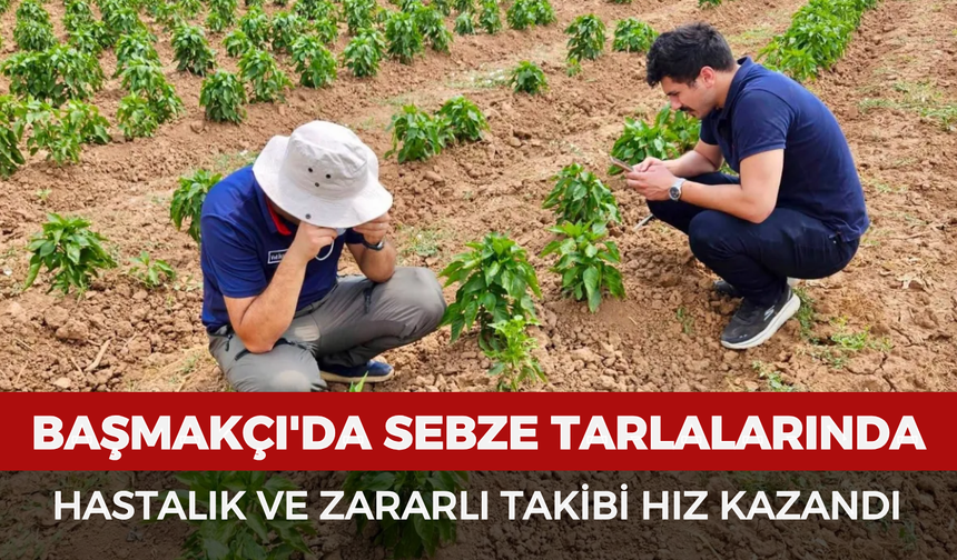 Başmakçı'da sebze tarlalarında hastalık ve zararlı takibi hız kazandı