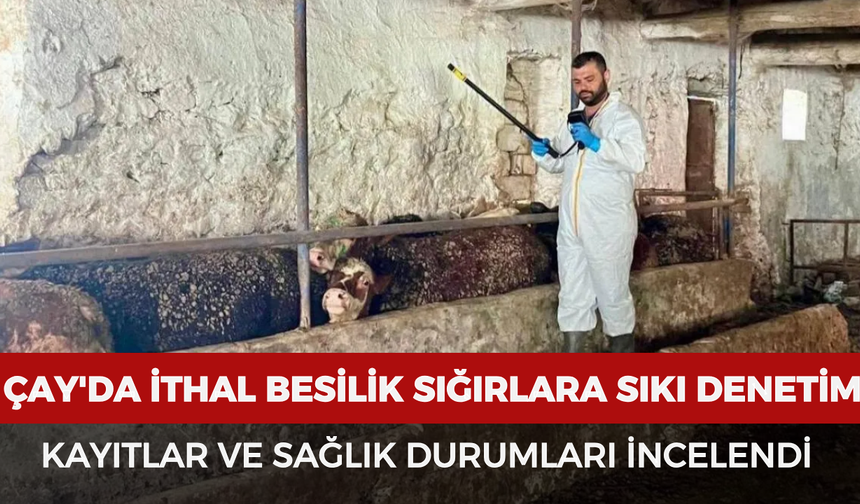 Çay'da ithal besilik sığırlara sıkı denetim