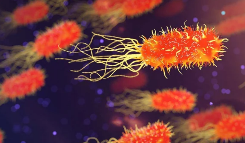 Listeria bakterisi nedir, nasıl oluşur? Listeria bakterisi öldürür mü, nelerde bulunur?
