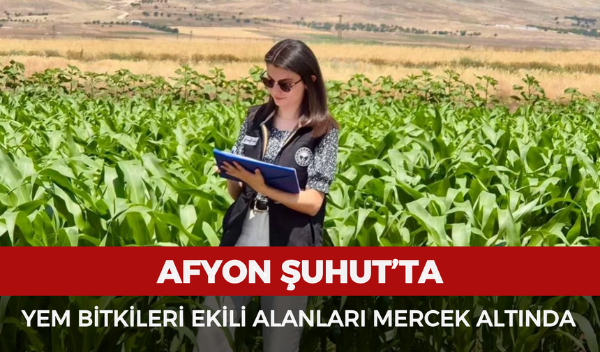 Şuhut'ta yem bitkileri ekili alanları mercek altında