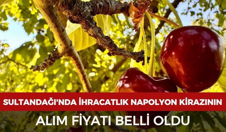 Sultandağı'nda ihracatlık Napolyon kirazının alım fiyatı belli oldu