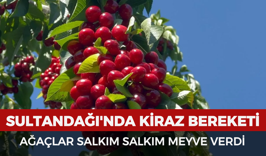 Sultandağı'nda kiraz bereketi: Ağaçlar salkım salkım meyve verdi