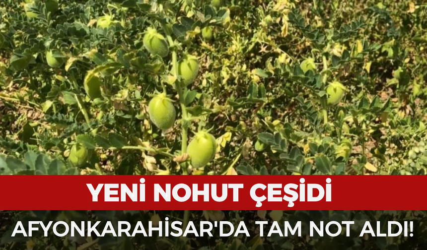 Yeni nohut çeşidi Afyonkarahisar'da tam not aldı!