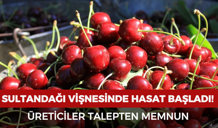Sultandağı vişnesinde hasat başladı! Üreticiler talepten memnun