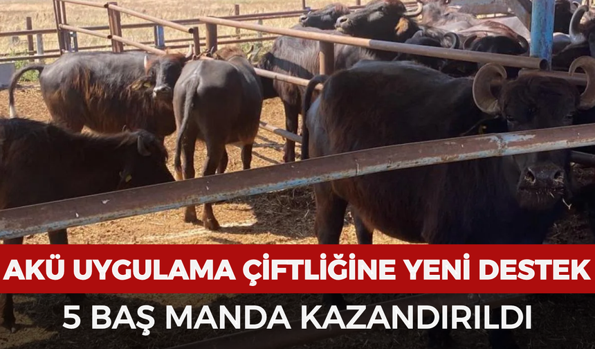 AKÜ uygulama çiftliğine yeni destek: 5 baş manda kazandırıldı