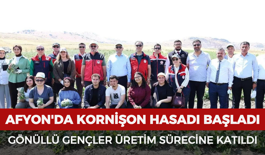 Afyon'da kornişon hasadı başladı: Gönüllü gençler üretim sürecine katıldı