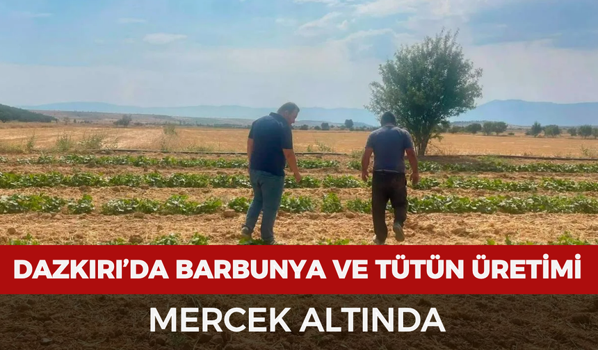 Dazkırı’da barbunya ve tütün üretimi mercek altında