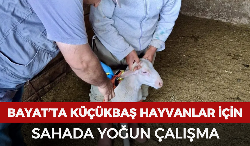 Bayat’ta küçükbaş hayvanlar için sahada yoğun çalışma