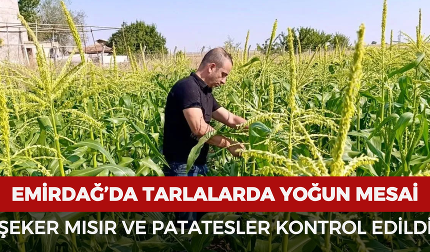 Emirdağ’da tarlalarda yoğun mesai: Şeker mısır ve patatesler kontrol edildi