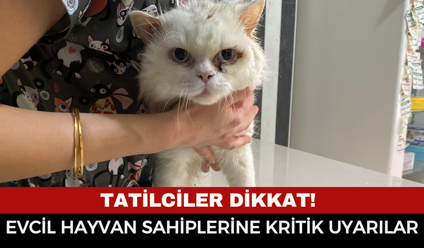 Kediniz ya da köpeğiniz varsa tatile çıkmadan önce mutlaka okuyun!